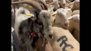 Trashumancia de un rebaño de ovejas a su paso por Canfranc, camino a la alta montaña by Grupo Pastores 1,409 views 10 months ago 41 seconds