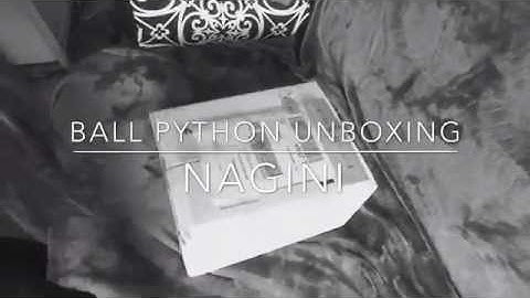 Pied Ball Python Unboxing