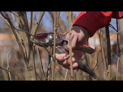 Video: Spirean leikkaaminen – Spirea-pensaiden karsiminen puutarhassa