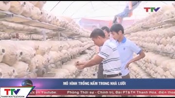 Mô hình trồng nấm trong nhà lưới