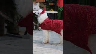 🐩 Miniature Mini Poodle Devil Lucifer Dog Costume Cosplay Contest Doggone Halloween Pet Parade 2023