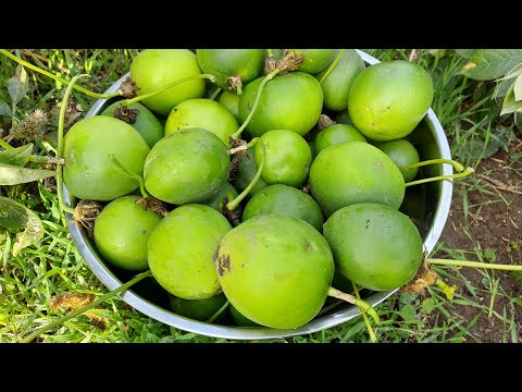 Пассифлора из семян. Результаты