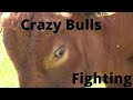 Crazy Bulls Fighting for Dominance (RAW FOOTAGE)