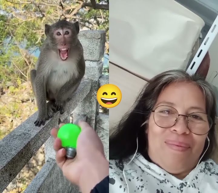 Download lagu naughty monkey