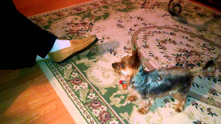 Our Yorkie and sirens  fdk