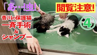 【あ…虫！閲覧注意】香川の保護猫たち一斉手術&シャンプー④#285