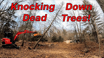 Knocking down dead trees and other forest clean up!