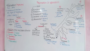 Polymorphism in cnidaria /polymorphism in siphonophora  #mducee2023 #csirnetjrf #csirnet #mducee