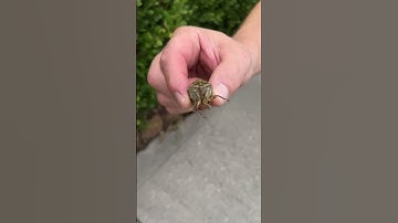 Thumbnail of Have you seen one up close?! #cicadas #shorts #loud #insects
