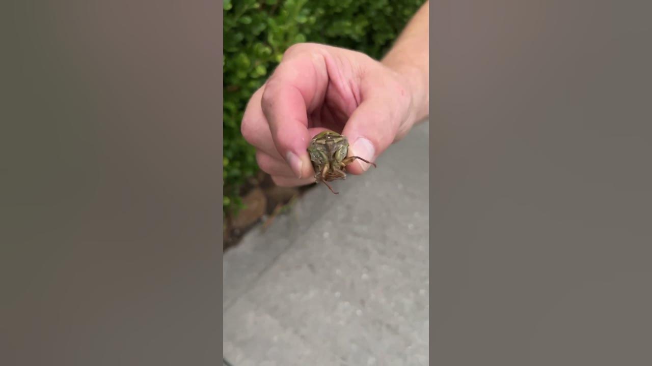 Have you seen one up close?! #cicadas #shorts #loud #insects