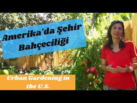 Video: Golden Acre Lahana Yetiştiriciliği - Golden Acre Lahana Bitkileri Ne Zaman Ekilir
