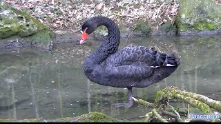 Beau Cygne Noir Le Male Et La Belle Femelle Youtube Beau Cygne Noir Le Male Et La Belle Femelle Youtube