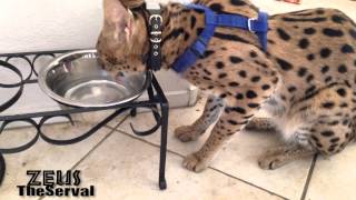 Serval Routine - Drinking