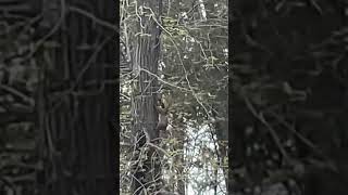 It’s a squirrel nest! | Drey @Kathysvlogchannel