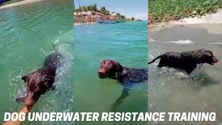 Dog Underwater Resistance Training by Maricar MN Vlog 18 views 2 years ago 36 seconds