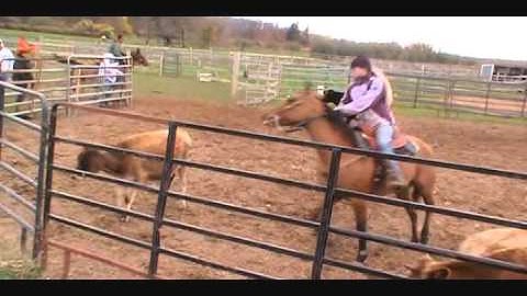 Calf sorting at Shawnee