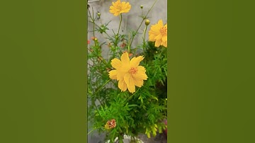 Thumbnail of Beautiful cosmos flowers views 🌼🌿 ||#garden #plants #flowers #love #nature #viralshort #shortsfeed