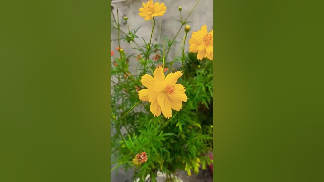 Beautiful cosmos flowers views ๐ผ๐ฟ ||#garden #plants #flowers #love #nature #viralshort #shortsfeed Beautiful cosmos flowers views ๐ผ๐ฟ ||#garden #plants #flowers #love #nature #viralshort #shortsfeed