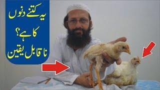 How Does the Broiler Chicken Grow So Big | Nukta