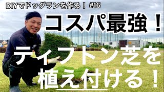 【DIYでドッグランを作る Part 16】ティフトン芝を植える！