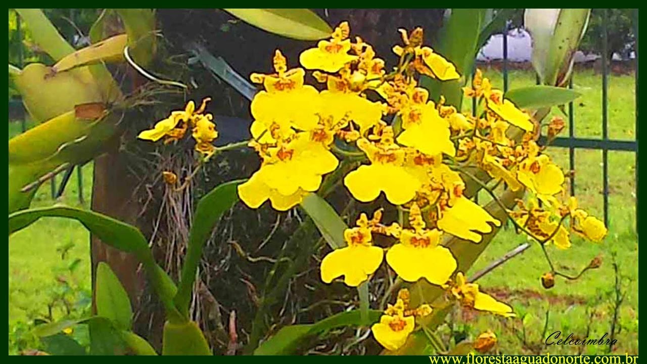 Natureza - Planta de Vaso e Jardim - Orquídea Chuva de ouro - Oncídio -  Oncidium sp - Celcoimbra - thptnganamst.edu.vn