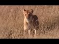 Lioness Protecting Her Cubs from Danger | BBC Earth