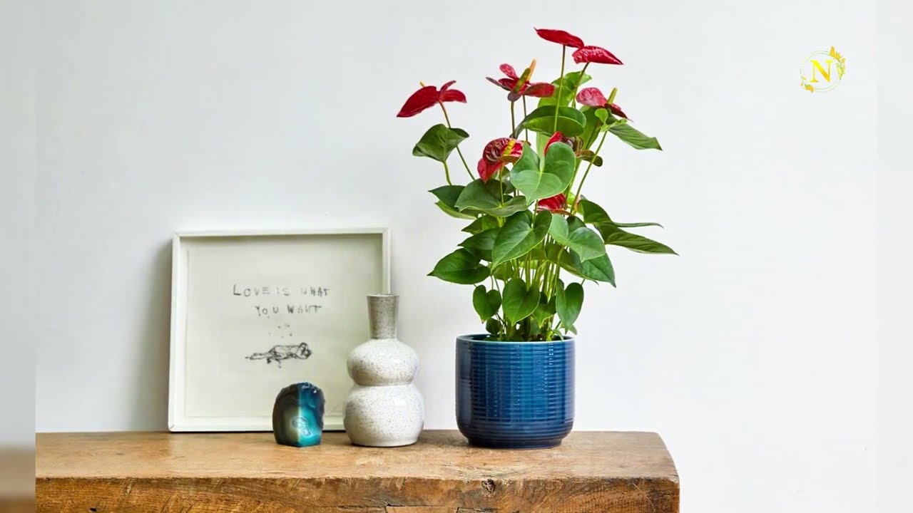 Complete Anthurium Care Guide!  Keep Your Flamingo Flower Thriving with  These EASY Tips!