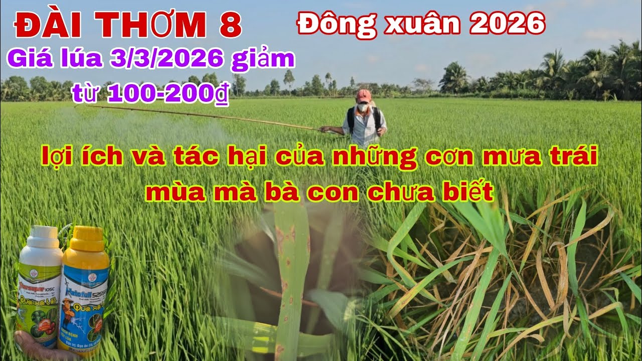 Cập nhật giá lúa mới nhất 3/3/2026|đạo ôn lá phát triễn mạnh sau mưa trái mùa, phun gì?