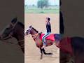 #horseracing #horsepower #horse #horsetrack #shorts #song #music