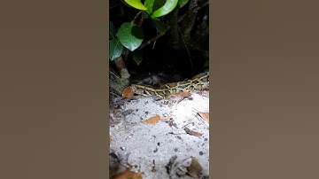 #florida #snake #burmesepython #animal #everglades #python #reptile #fyp #fypシ #nature #wildlife