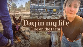 ASMR style Farm Day in my life video | slow living chickens, sheep, farm vlog #shorts #short #asmr