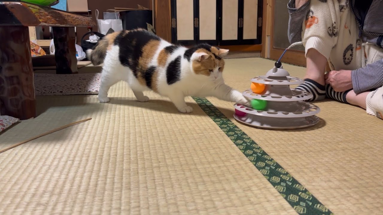 三毛猫】母と一緒に新しいおもちゃに熱中するミケ（2025年5月10