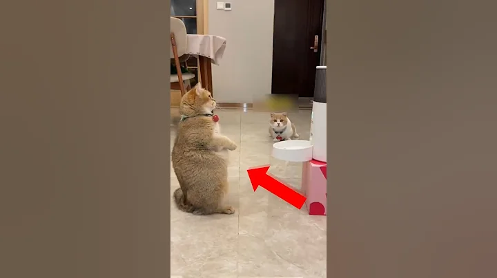 Video 10440271: cute cat food funny