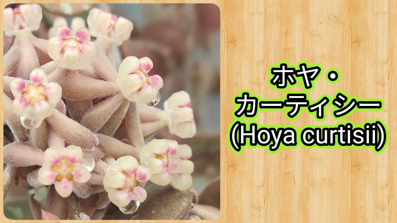 ホヤカーティシー斑入りhoya curtisii albomarginata