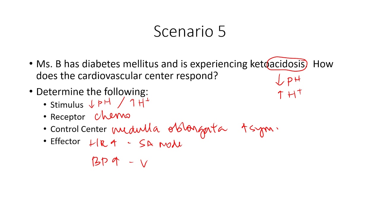 Blood Pressure Neural Regulation Examples and Answers YouTube