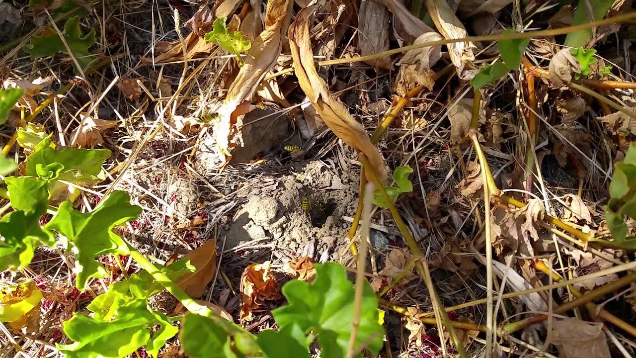 Yellow jacket nest hole YouTube