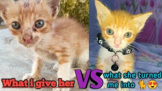 I rescued a lost motherless street Kitty #cat #kitten #youtube