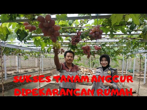 Video: Grapes Tason: deskripsi variasi, foto, ulasan