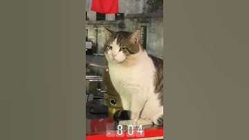 Thumbnail of Stared down by Turkish cat in Istanbul