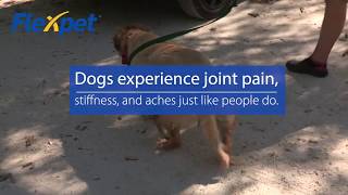Flexpet for Your Pet's Joint Health
