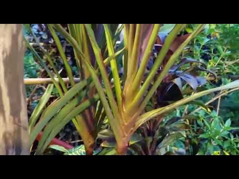 Video: Florarium - your personal tropical garden