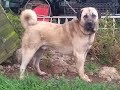 Berger d'Anatolie: tout savoir sur cette race de chien (Anatolian Shepherd Dog) [VF]