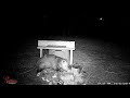 Trail Cam Creatures Of The Night