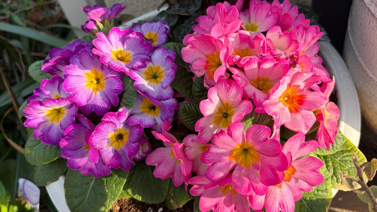 2026/3/15(日)8:08晴れ。ガーデンシクラメン〜パンジー〜ビオラ〜ジュリアン