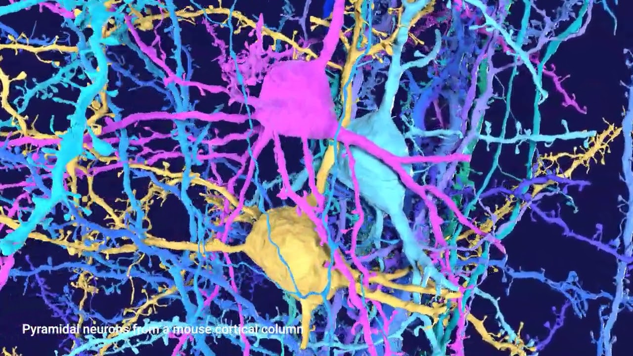 Pyramidal neurons in cortical column