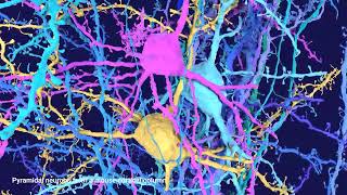 Pyramidal neurons in cortical column