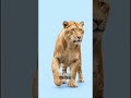 What Happens If You Cross a Lion And a Tiger