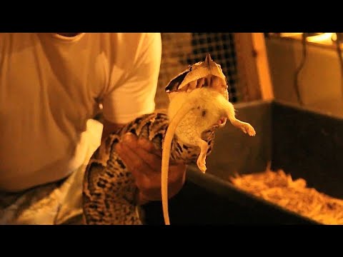 snakes eating dogs Deadly Hand Feeding Gaboon Viper!!
