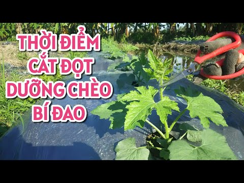 Video: Chăm sóc cây bí đao: Học cách trồng cây bí đao