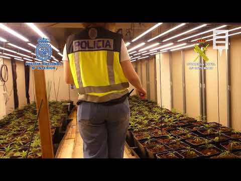 Cae en Yecla una organización dedicada al cultivo intensivo de marihuana